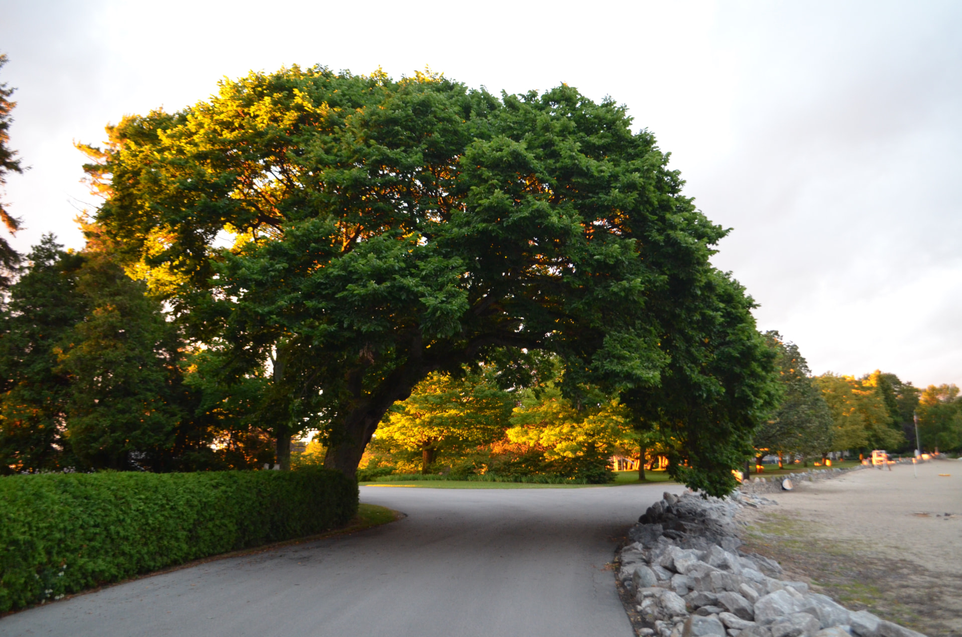 A large tree arching over the road at Northport Point at sunset